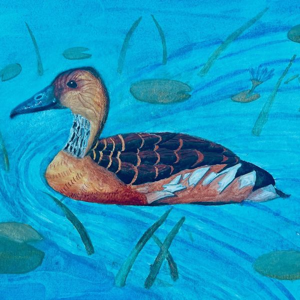 2019-05 A Swimming Duck