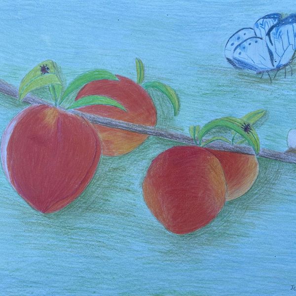 2019-05 Mango Tree