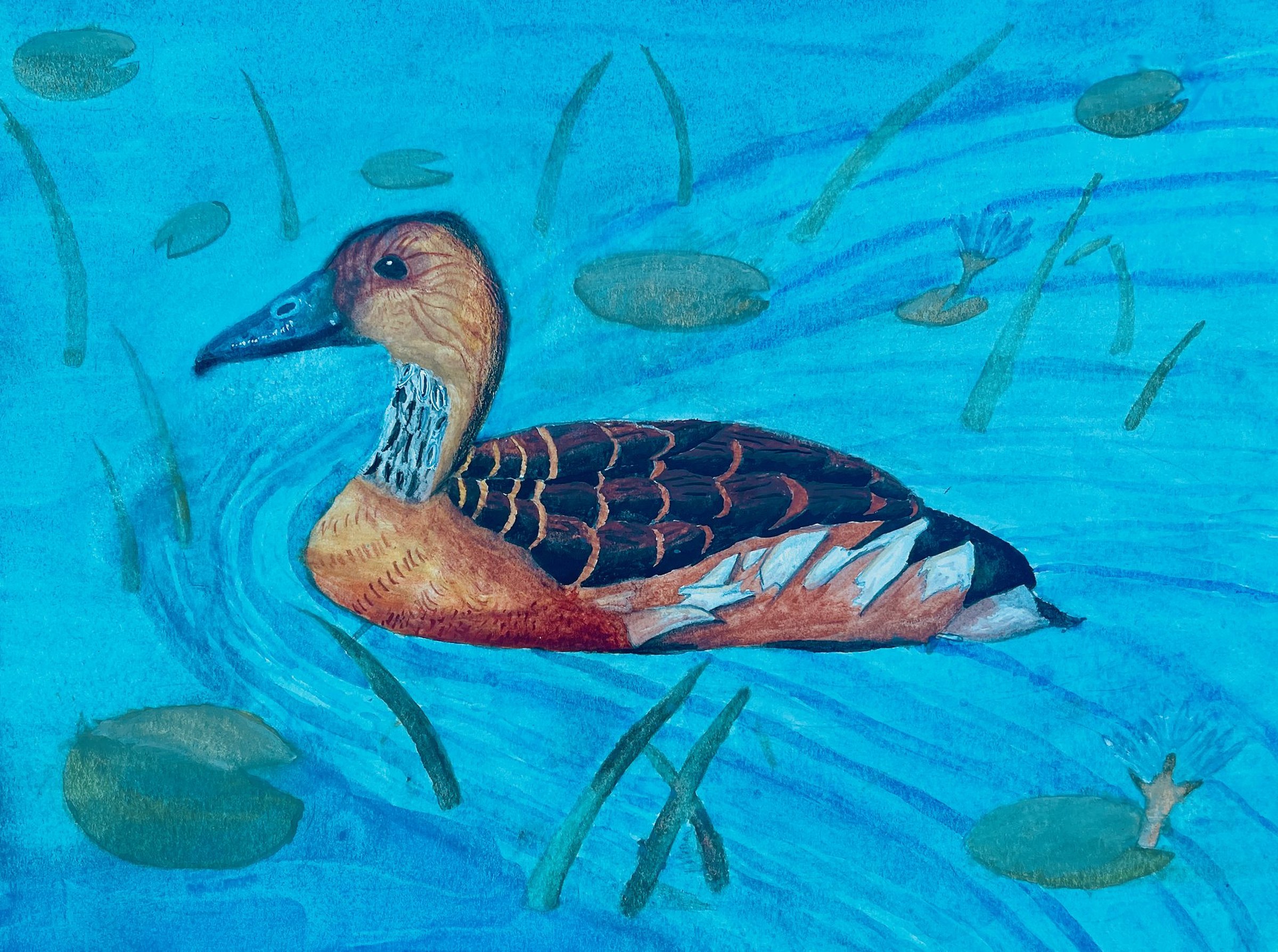 2019-05 A Swimming Duck