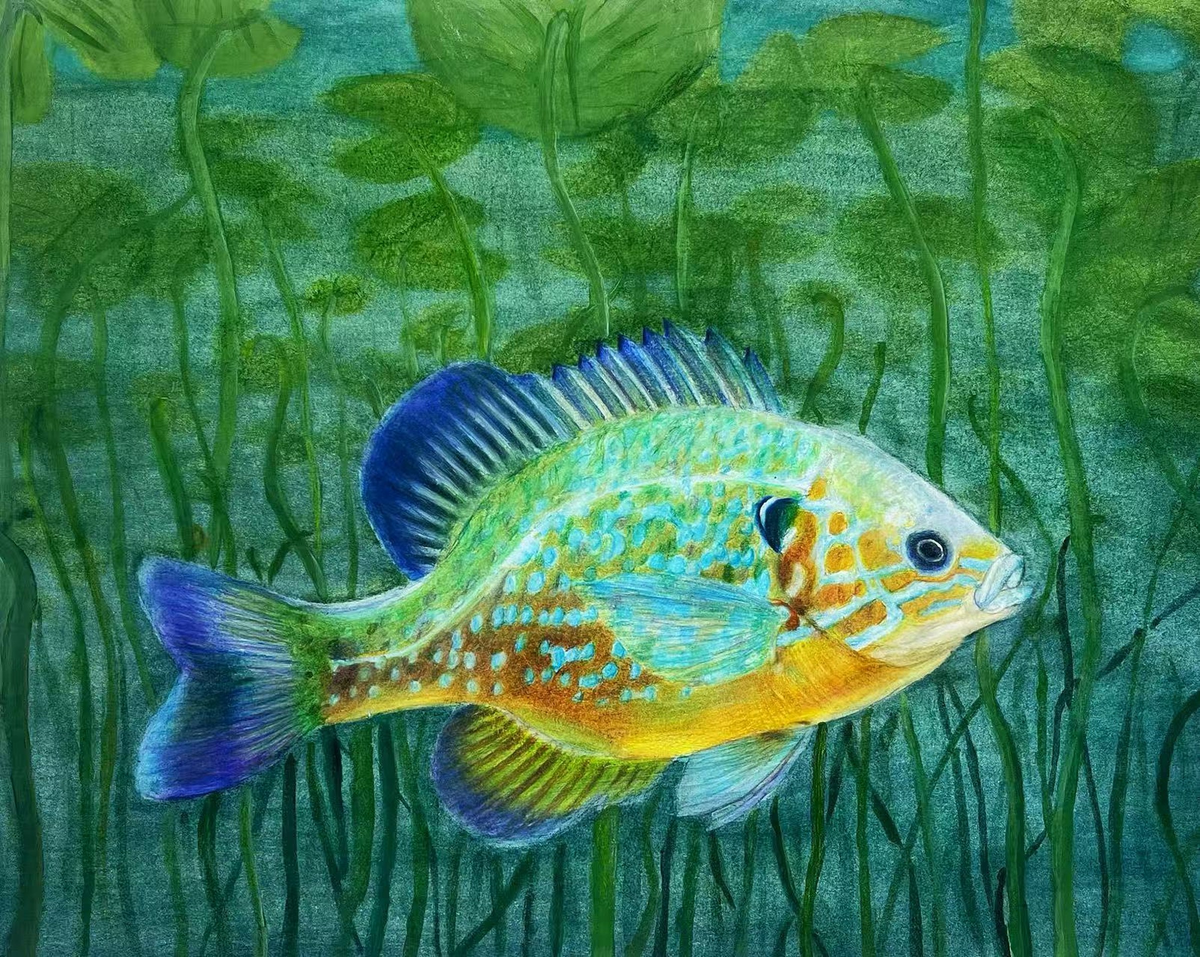 Pumpkinseed Sunfish